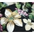Siphon Bubble cloth - black colorful flowers 1 m 28886